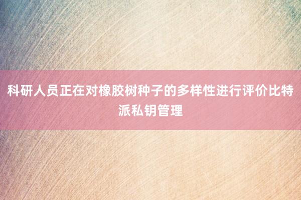 科研人员正在对橡胶树种子的多样性进行评价比特派私钥管理